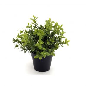 PLANT MURRAYA BONSAI GREEN 24CM